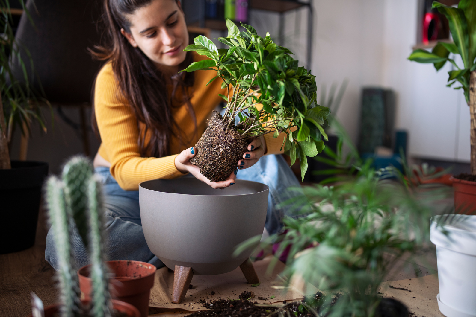 Planting flowers indoors.