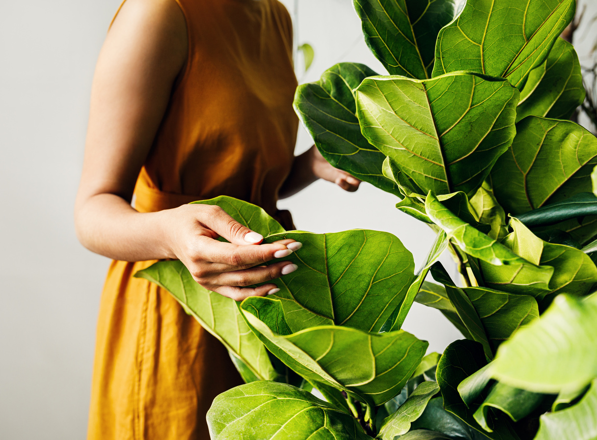 Woman Tending to Indoor Plant