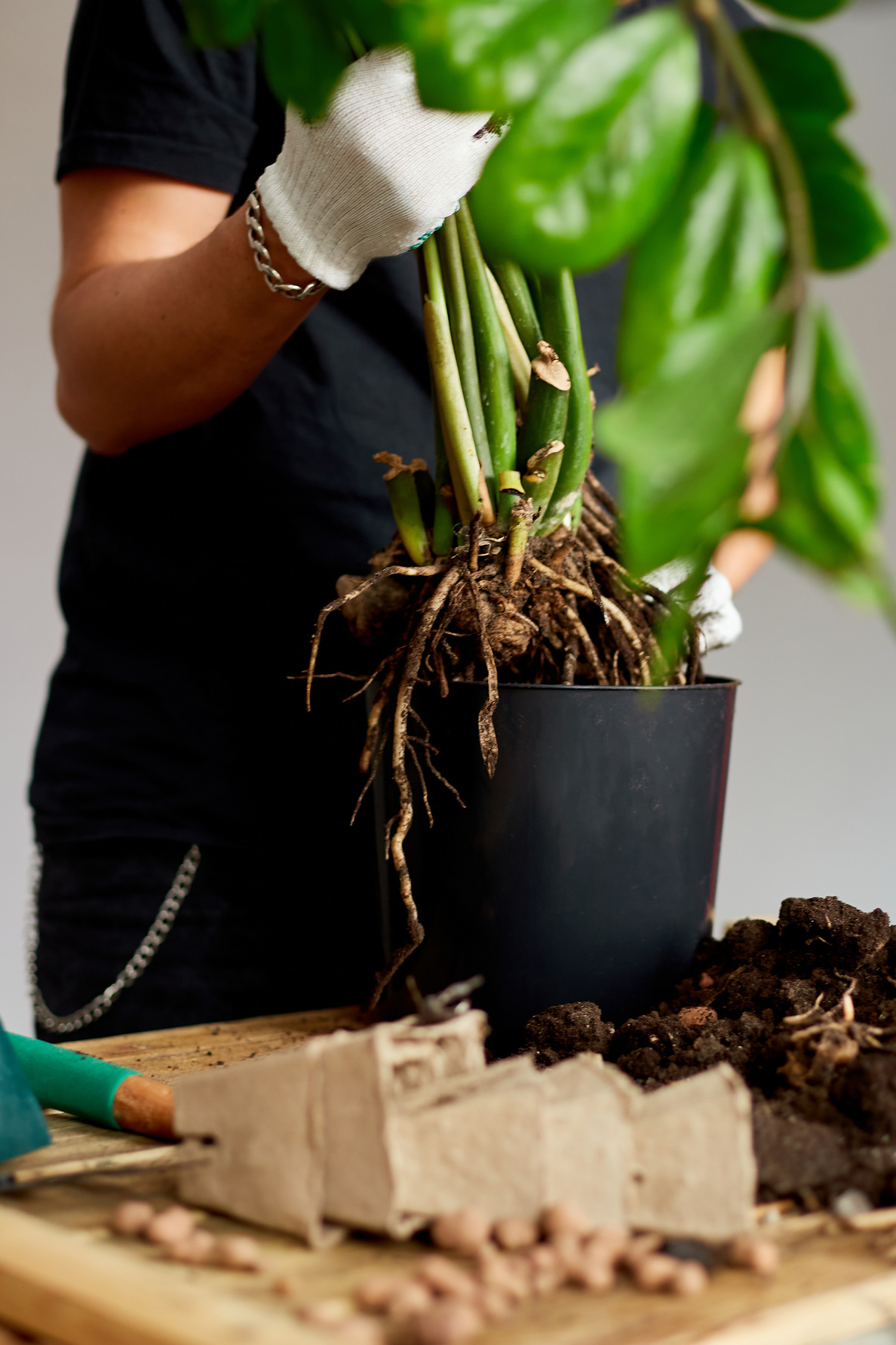 Hands Hold Zamioculcas Plant for Repotting